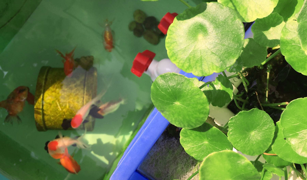 周轉(zhuǎn)箱做魚缸養(yǎng)魚？真是驚呆我和我的小伙伴