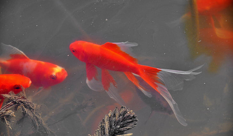 周轉(zhuǎn)箱養(yǎng)魚靠譜嗎？怕漏水看這里